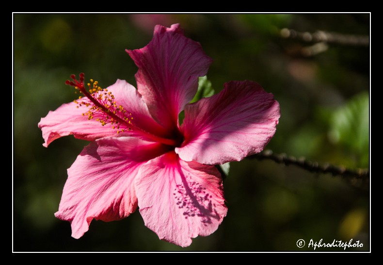 032 Fleurs